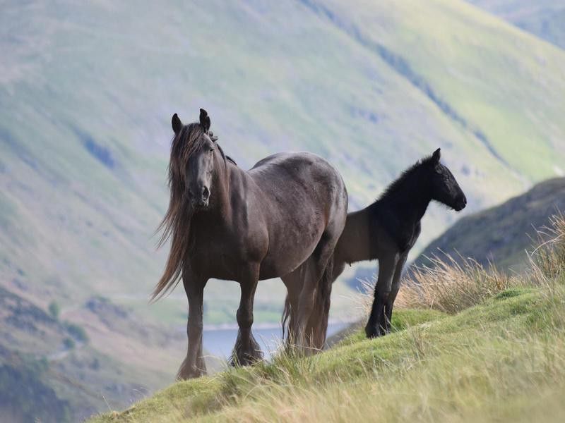 Mare and foal Fell Ponies