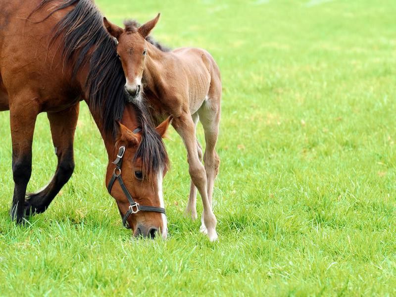 mare and her foal