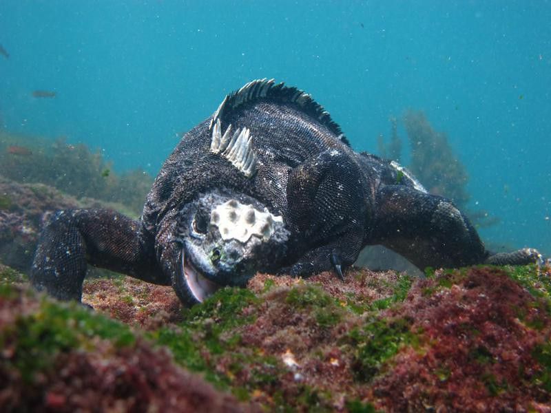 Marine iguana eating algae