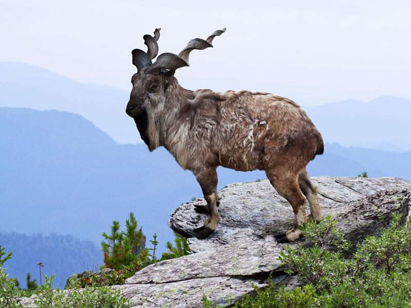 Markhor in the mountains