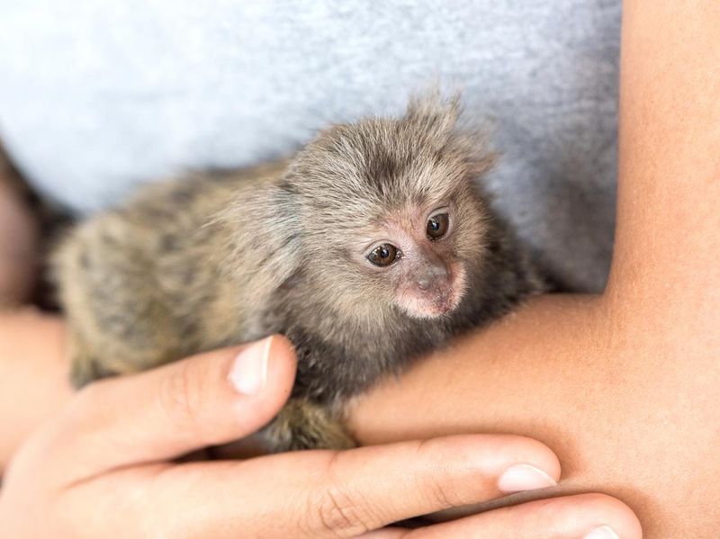 Marmosets monkey on the hand