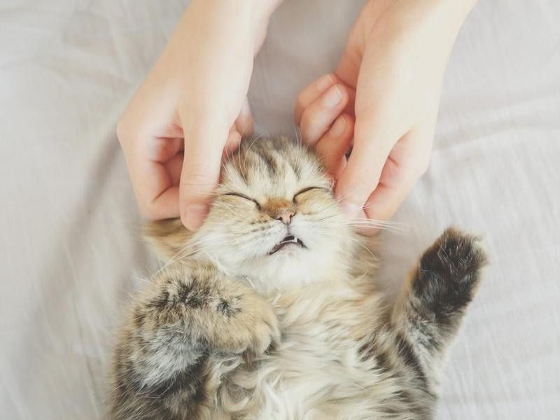 Massage Petting