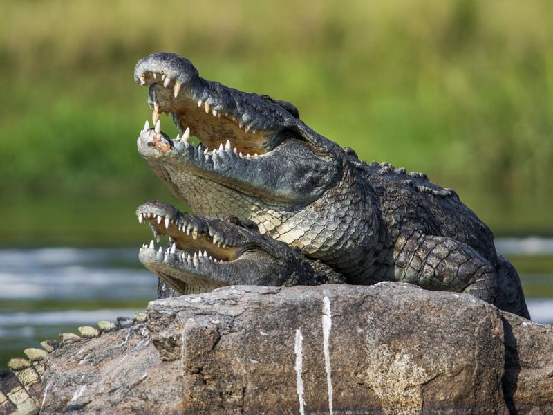 Mating Nile crocodiles