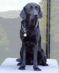 Mattie, a black lab accelerant sniffing dog