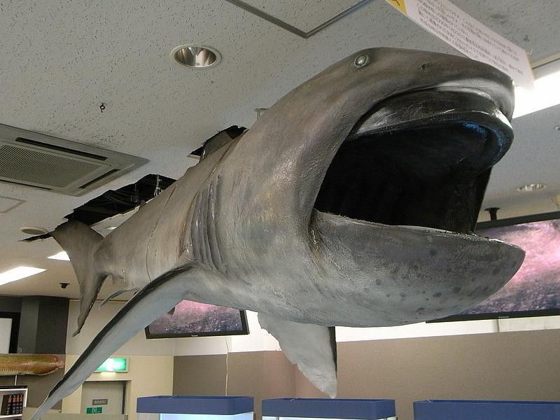 Megamouth Shark Display