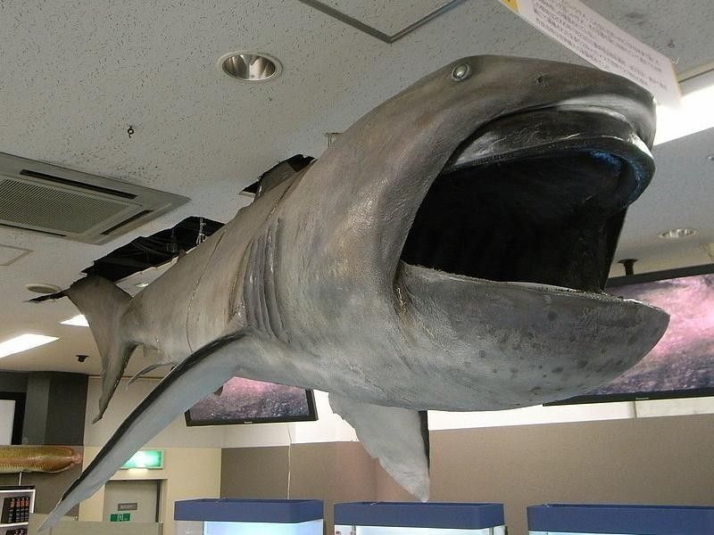 Megamouth Shark in Museum