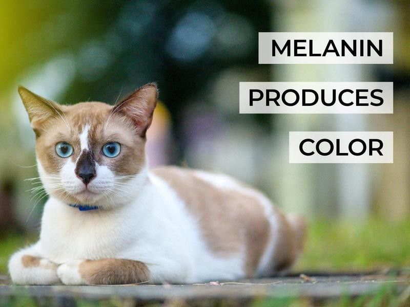 Melanin Produces Color