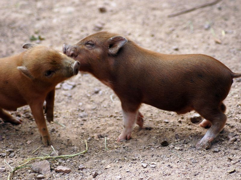 Mini Pigs at the zoo