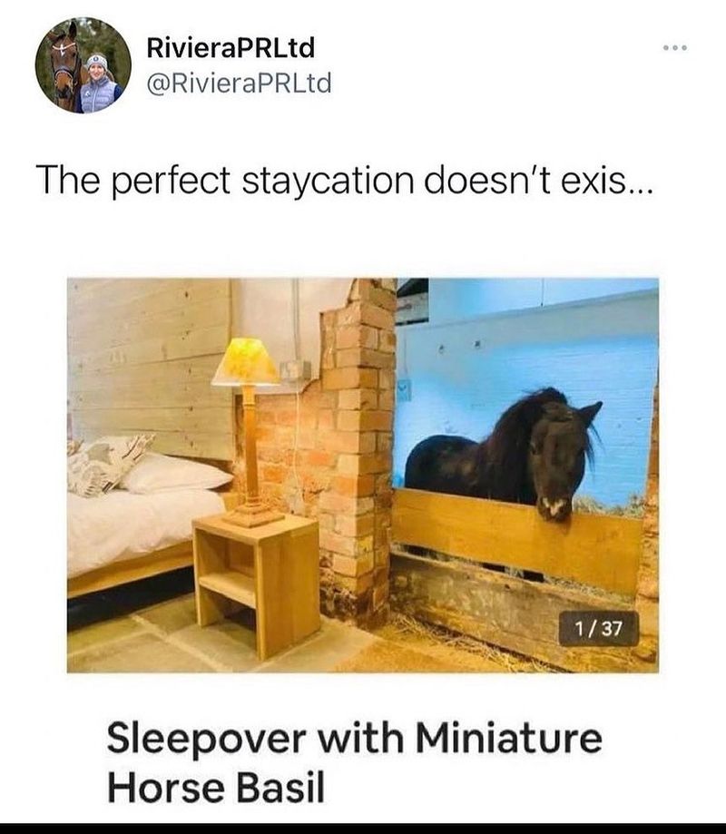 Miniature horse at an Airbnb