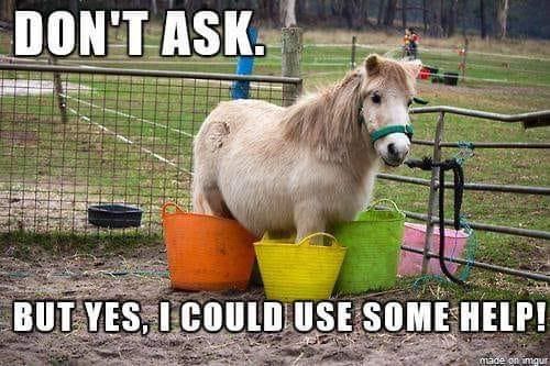 Miniature pony standing in buckets