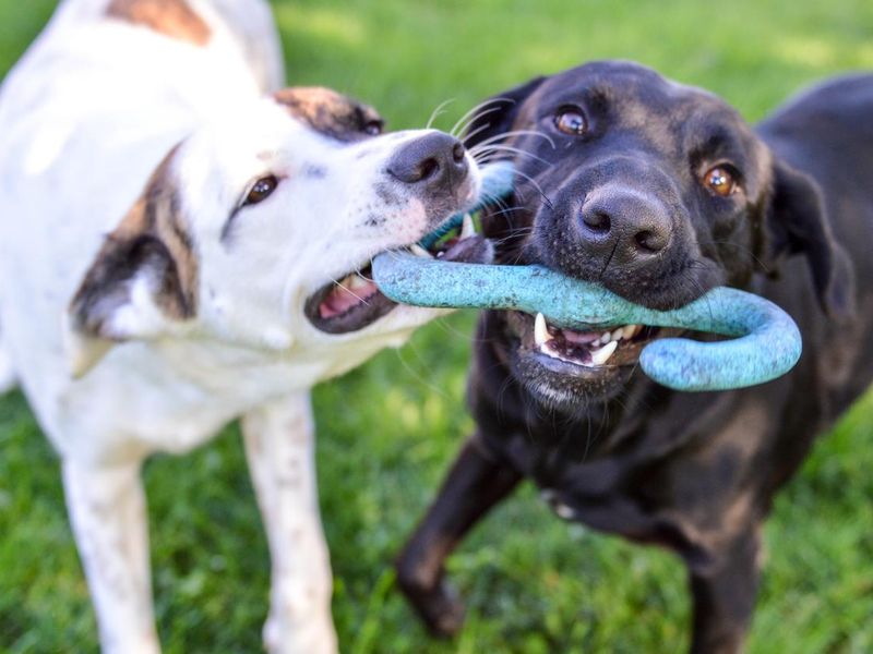 Mixed breed puppy and black labrador retriever playing