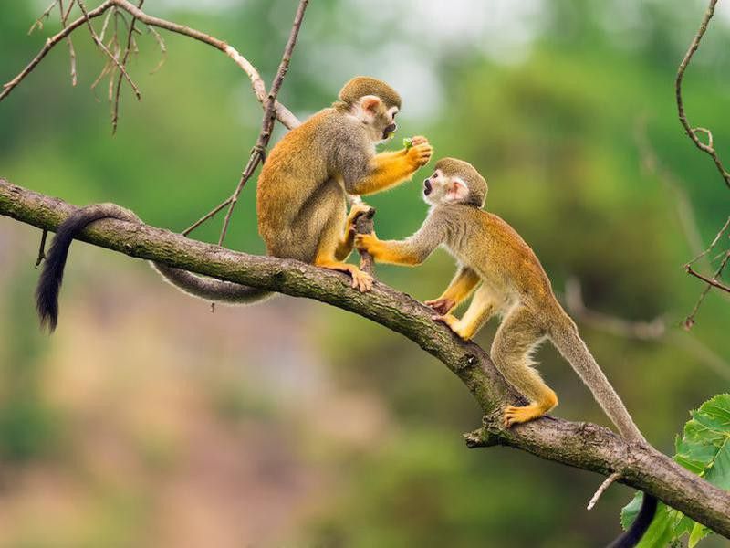 Monkeys in the Brazilian rainforest
