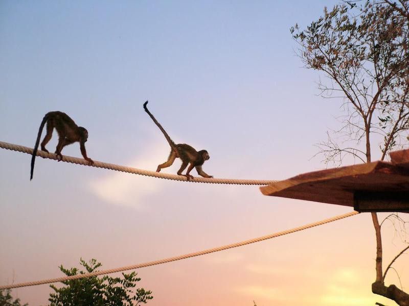 Monkeys on a rope
