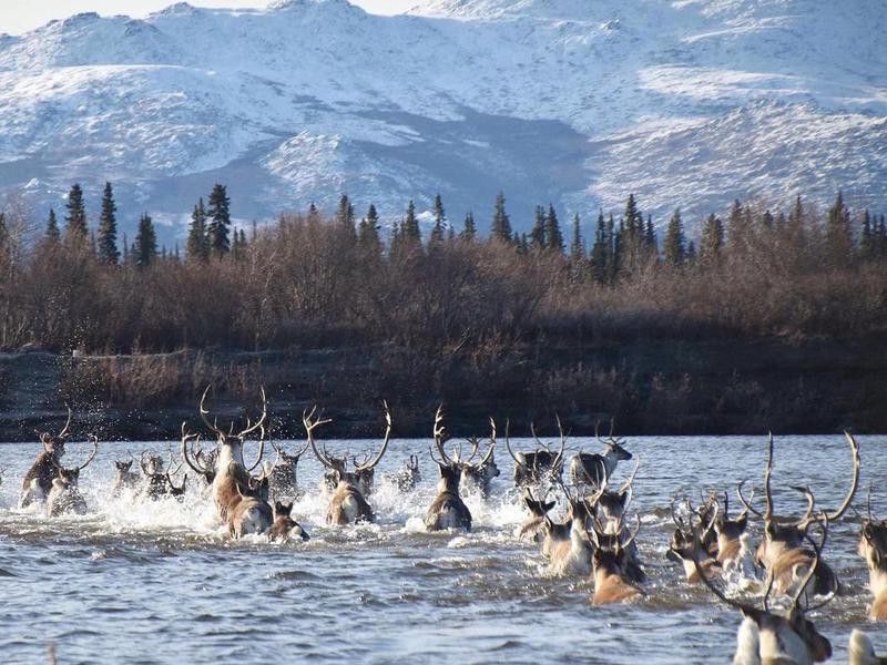 Moose crossing Kobuk River