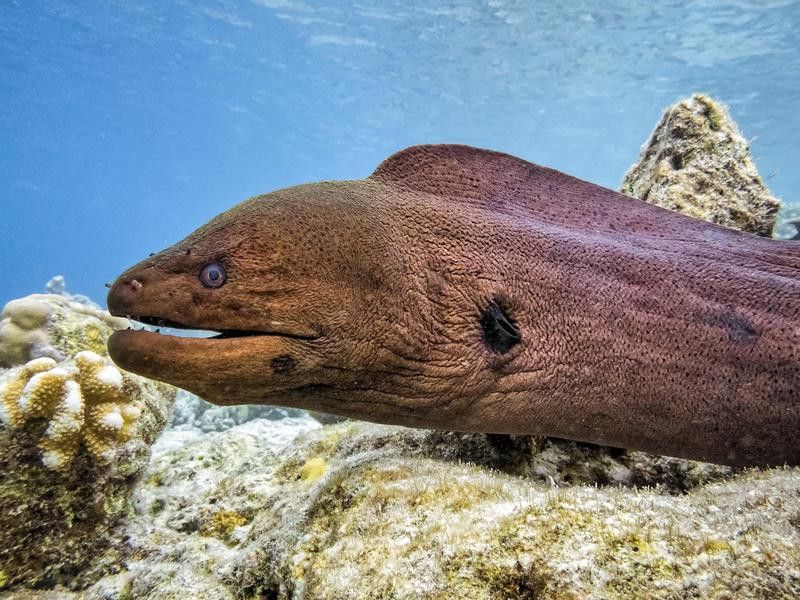 Moray eels dangerous to humans