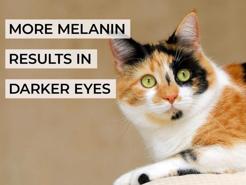 More Melanin Results in Darker Eyes