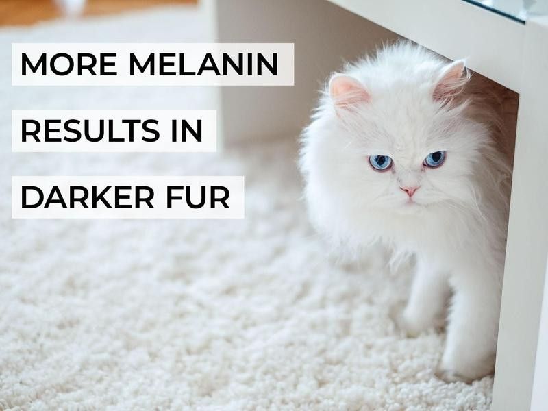 More Melanin Results in Darker Fur