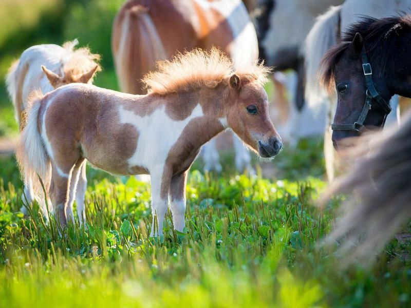 Most Expensive Horse Breeds: Miniature Horse
