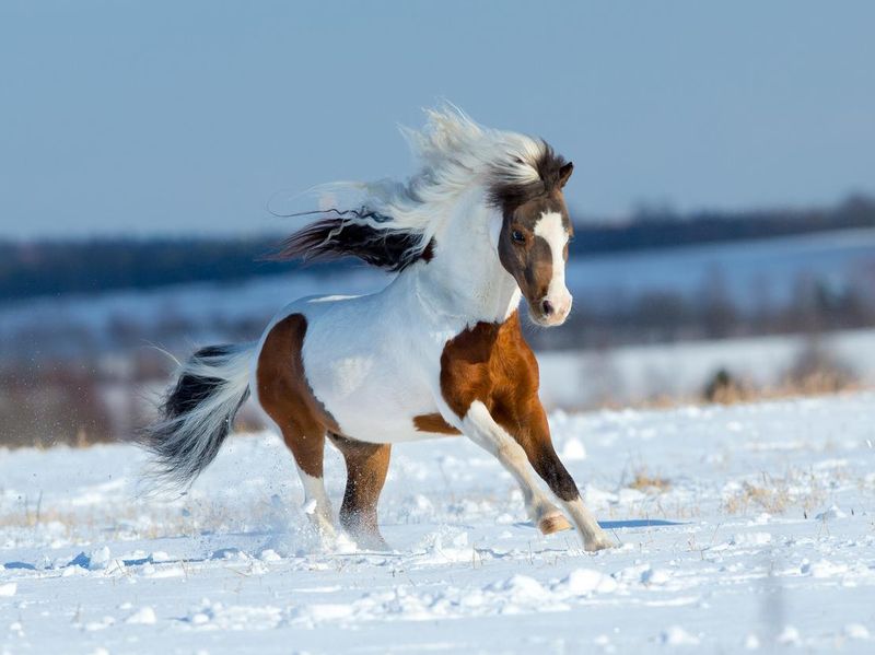 Most Expensive Horse Breeds: Miniature Horse