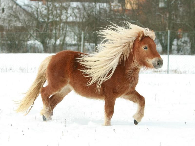 Most Expensive Horse Breeds: Shetland Pony