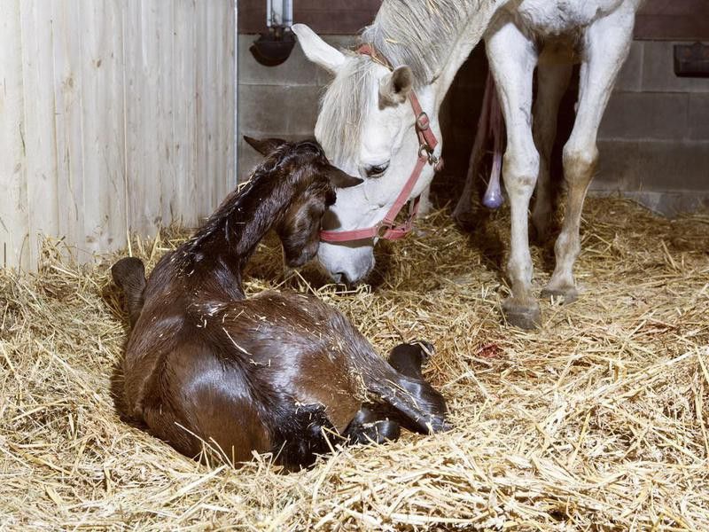 Mother mare and foal birth