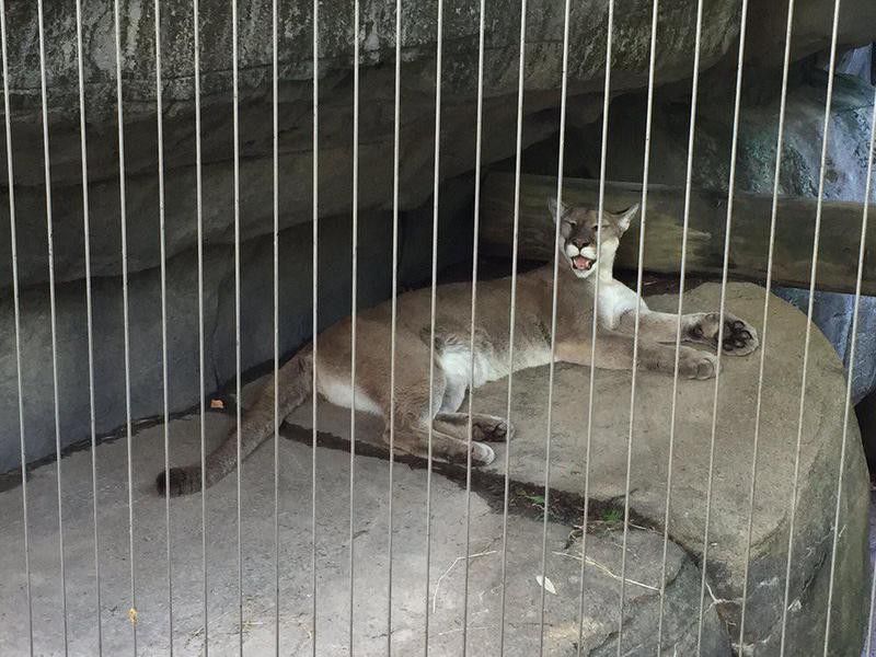 Mountain lion in cage at Memphis Zoo
