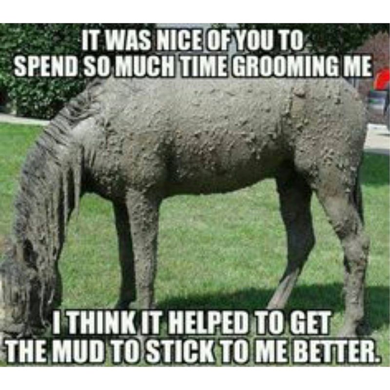 Muddy horse meme