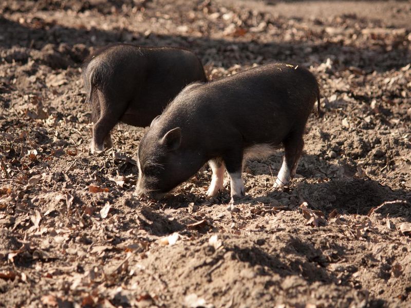Mulefoot hog breeds eating
