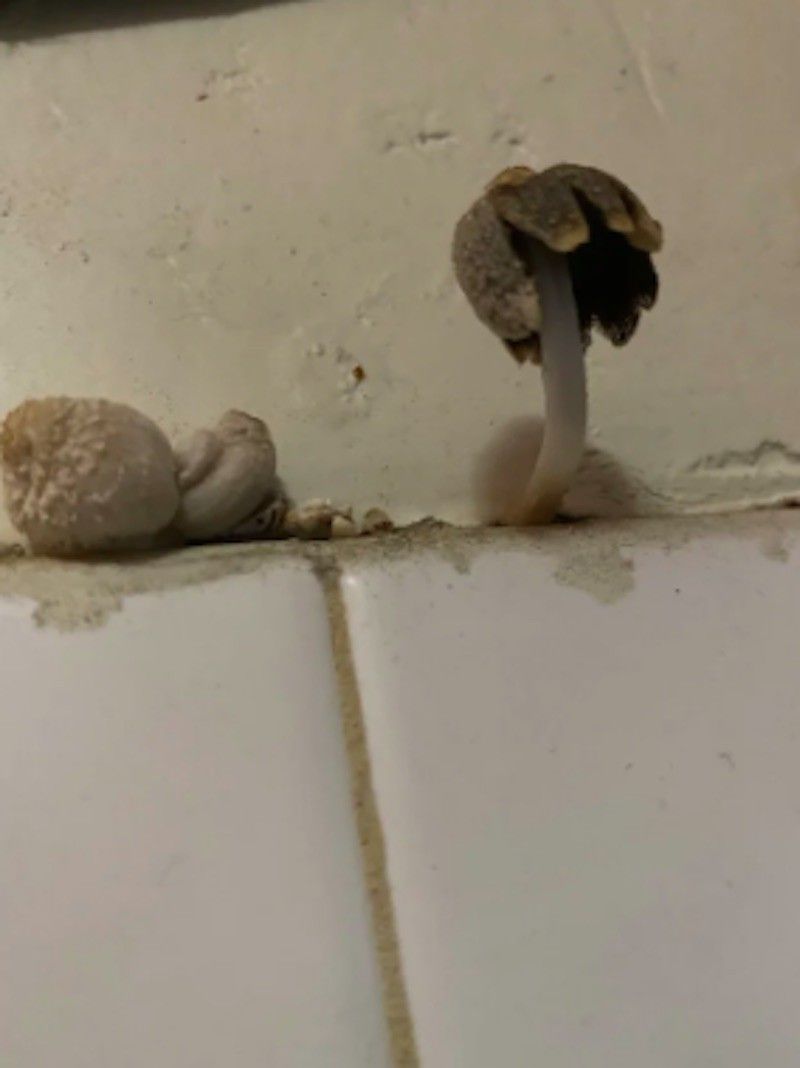 Mushrooms in a wall