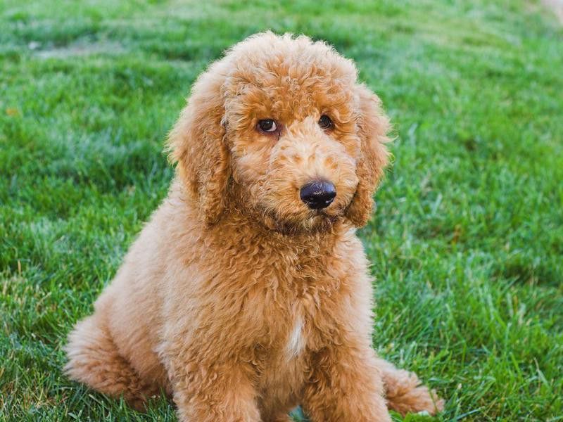 My Dog Is Hypoallergenic — Debunked