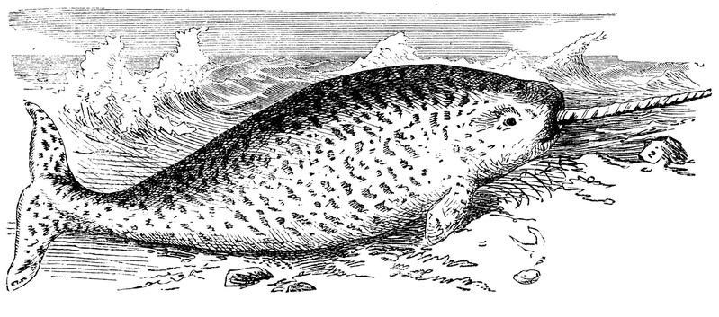 Narwhal Etching