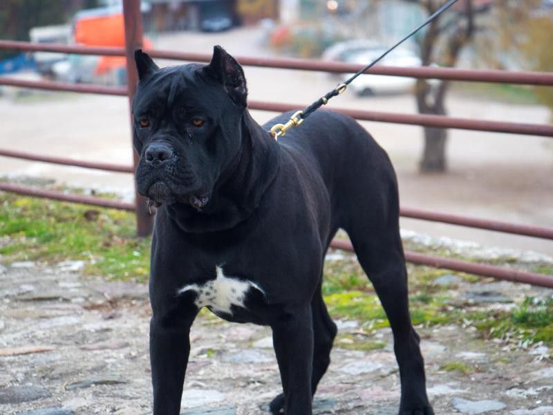 Neapolitan mastiff dog