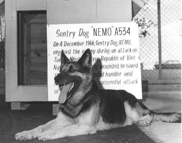 Nemo, a famous military dog