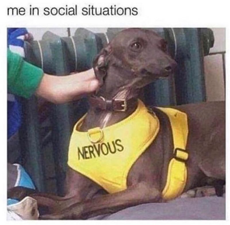 Nervous dog