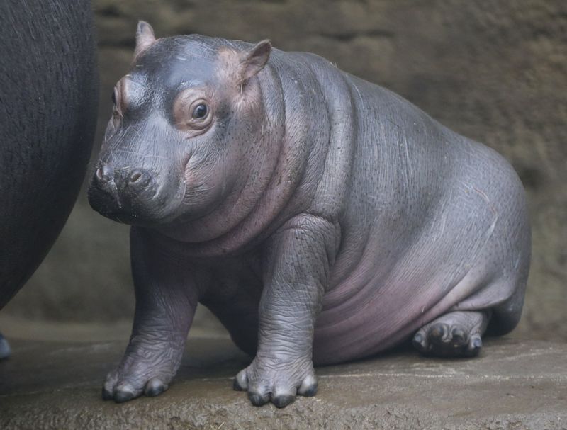 Newborn baby hippo