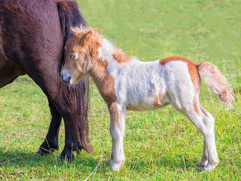 Newborn foal pony together with mother in meadow