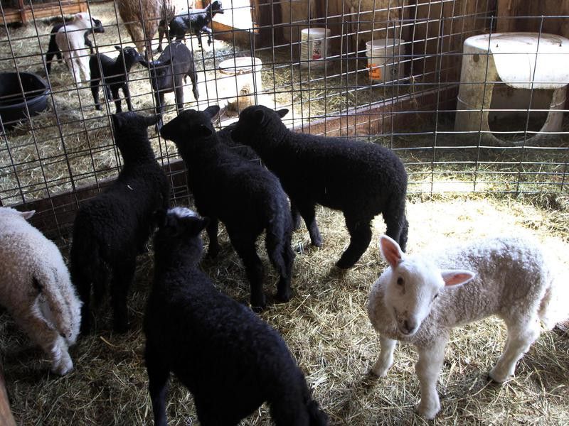 Newborn lambs in New Hampshire