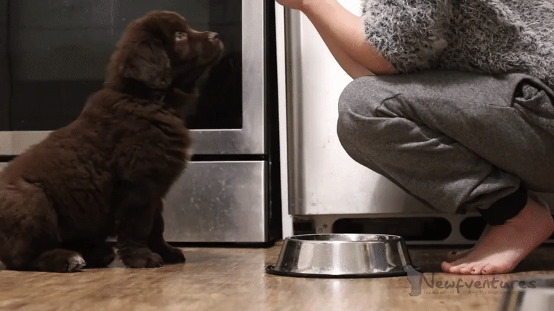 Newfie puppy eating GIF