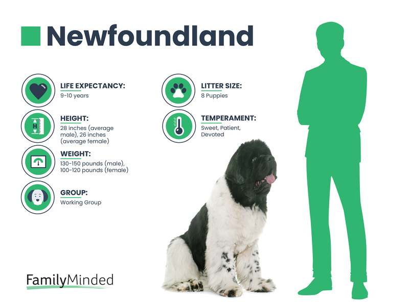 Newfoundland breed