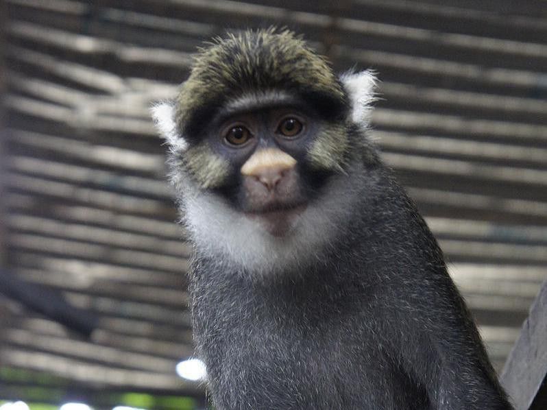Nigerian monkey