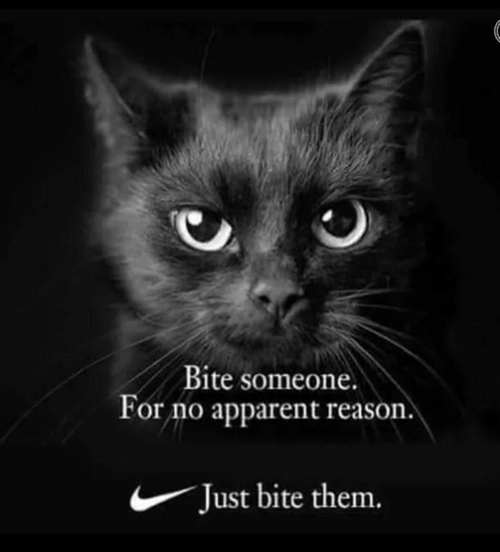 Nike cat meme
