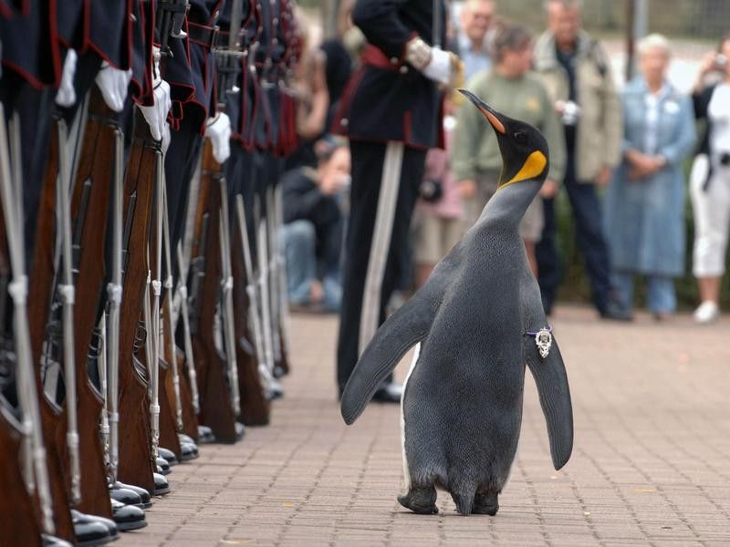 Nils Olav Inspects the King's Guard