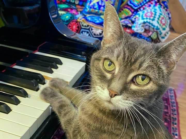 Nora the Piano Cat