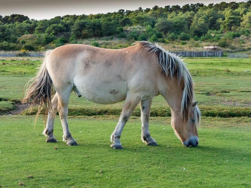 Norwegian Fjord Horse (Expensive Horse Breeds)