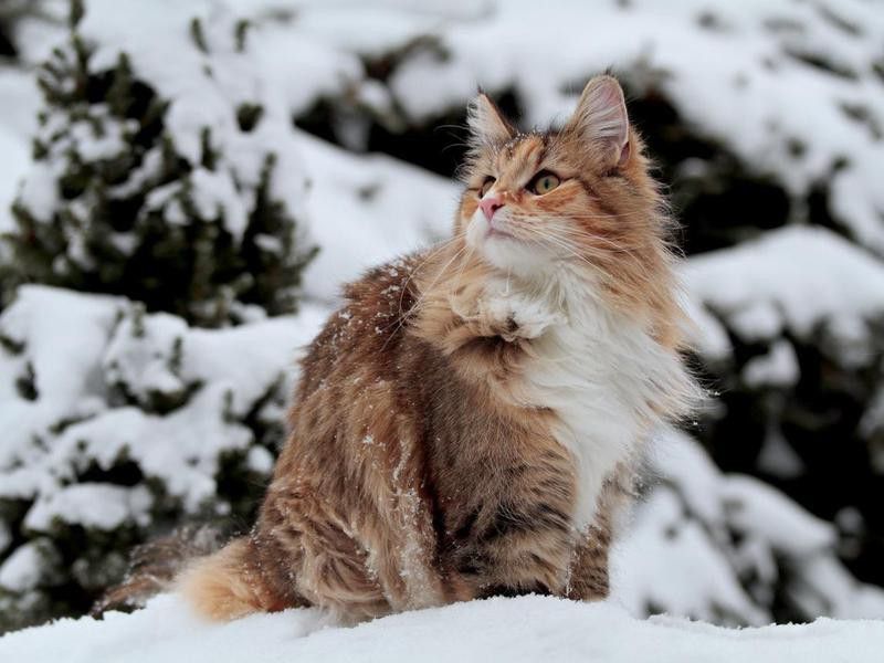 Norwegian forest cat outdoors in wintertime