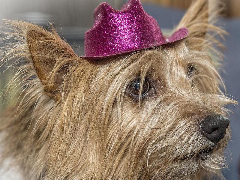 norwich terrier with hat