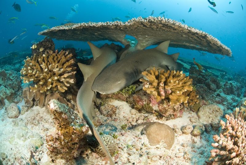 Nurse sharks in a coral reef