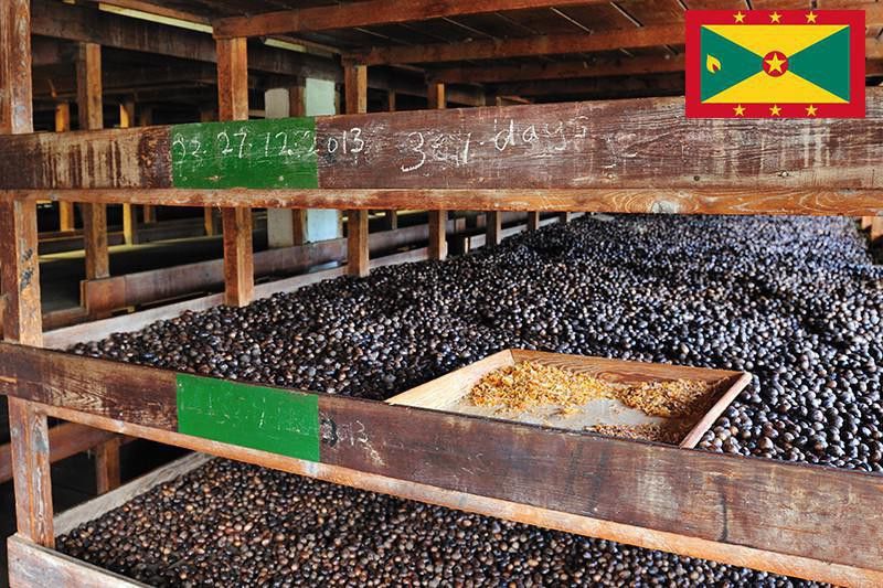 Nutmeg plantation in Grenada