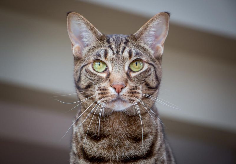 Ocicat cat with green eyes