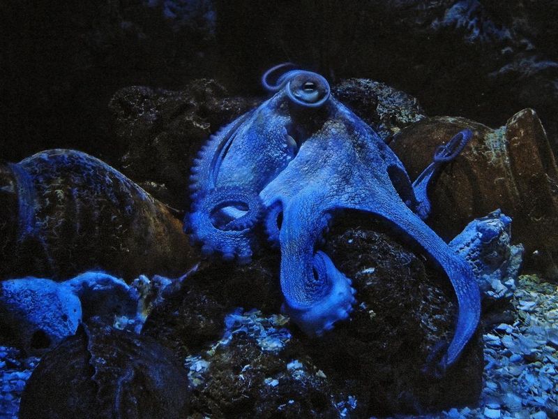 Octopus blue tinted